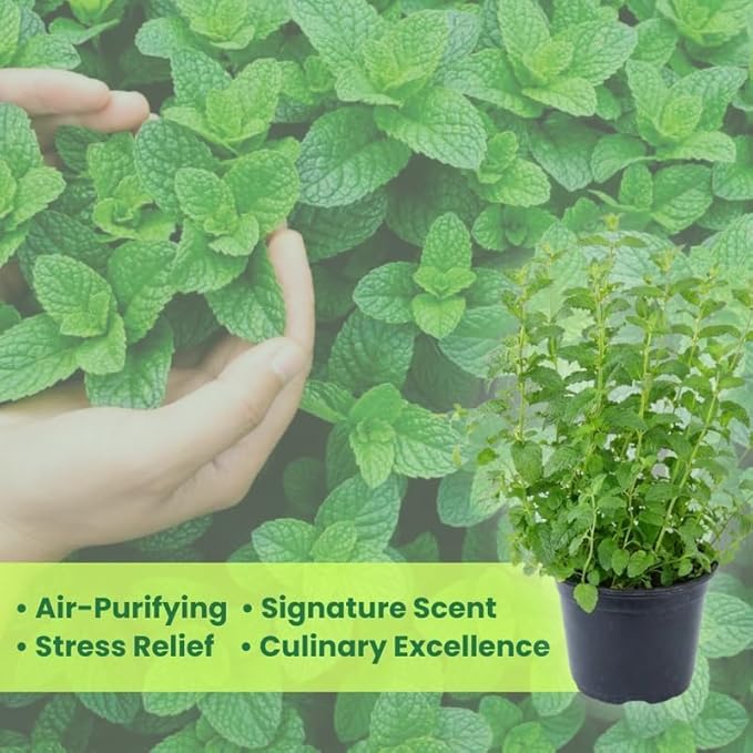 Strawberry Mint Plants Live, Mint Plants for Inside and Home Décor, 3-Inch Potted Fresh Herb for Kitchen Gardens and Indoor Outdoor Growing