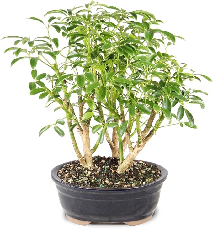 Brussel's Bonsai Live Hawaiian Umbrella Indoor Bonsai Tree - 3 Years Old; 7" to 10" Tall with Decorative Container
