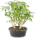 Brussel's Bonsai Live Hawaiian Umbrella Indoor Bonsai Tree - 3 Years Old; 7" to 10" Tall with Decorative Container