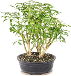 Brussel's Bonsai Live Hawaiian Umbrella Indoor Bonsai Tree - 3 Years Old; 7" to 10" Tall with Decorative Container