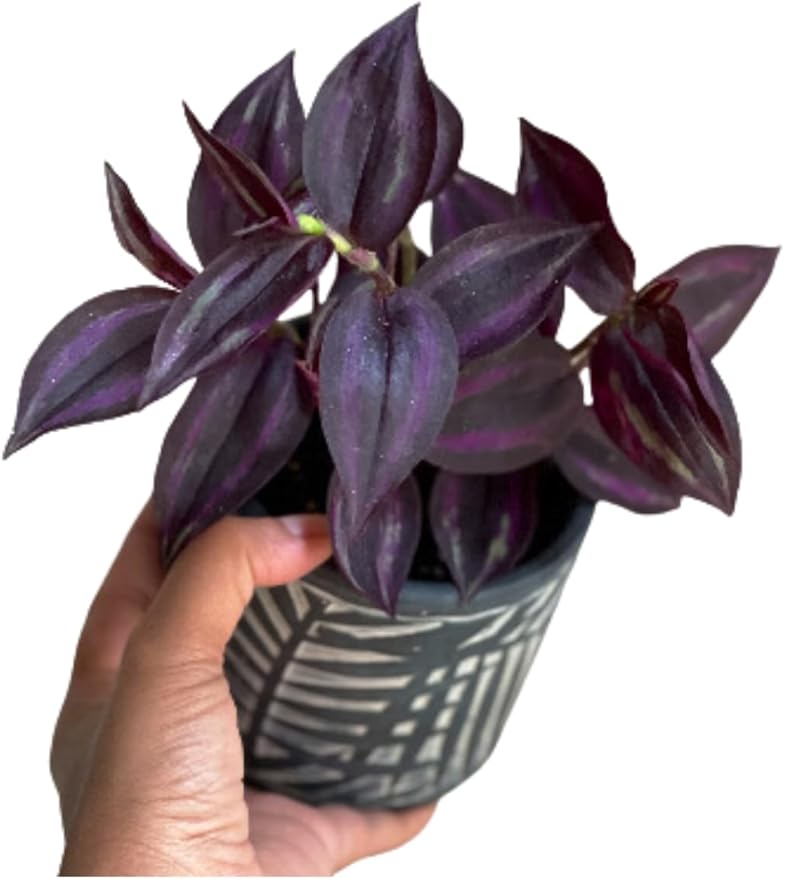 PLANTVERS Purple Jew Live Plant in a 4" Nursery Pot - Low Light Air Purifier - Low Maintenance Houseplant Gift