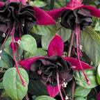 2 Fuchsia Flower Plants, Red Black Fuchsia Plants Well Rooted, 3 to 5 Inch Tall