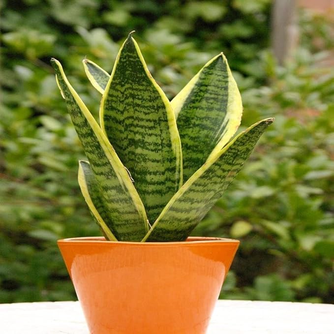 RedCrocus Variegated Snake Plant Sansevieria trifasciata 'Laurentii'- Indoor Air Purifying, Low Maintenance, Drought Tolerant Green Houseplant 10" Pot