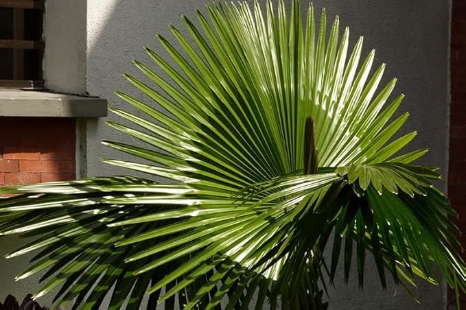 Seeds California Fan Palm Washingtonia Nicanora Rare Indoor Perennial Tree