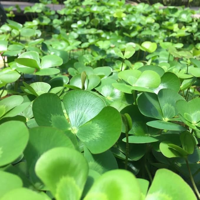 Chalily European Four Leaf Water Clover, a Great Live Pond Plant for Your Water Garden. Filters The koi and Goldfish Pond. Good for Bogs, Plant Shelf or Shallow Water