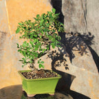Chinese Elm