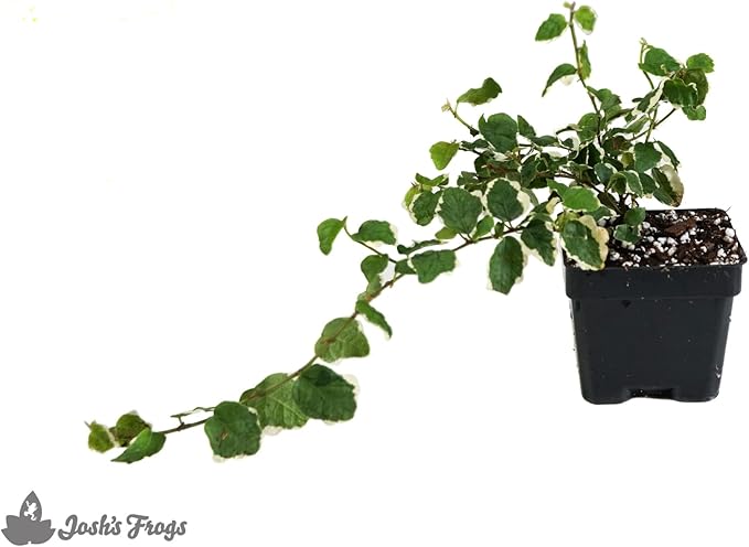 12x12x18 Day Gecko Vivarium Plant Kit