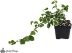 12x12x18 Day Gecko Vivarium Plant Kit