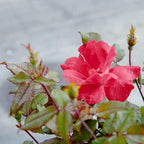 Perfect Plants Double Red Knock Out Rose 1 Gallon, Live Plant Planting Guide