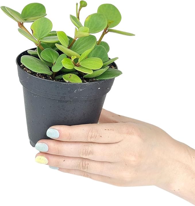 Peperomia 'Hope' (4 inch) - Lucky Houseplants - 4/6 inch Unique Live Decorative Houseplants - Easy to Care Indoor Plants, Perfect for Office, Home & Feng Shui Decor