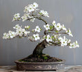20 White Flowering Dogwood Bonsai Tree Seeds