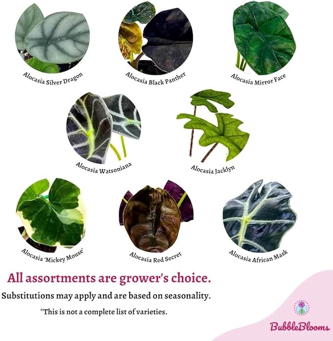 BubbleBlooms Rare Alocasia Assortment, 2 inch Set of 4, Jewel, Jacklyn, Cuprea Pixie Plants
