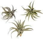 ragnaroc Air Plants - Flowering Tillandsia Harrisii, Large 3-5" - 3ct - Live Arrival Guaranteed - House Plants for Home Decor & Gift