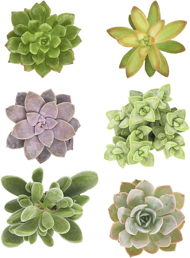 Shop Succulents | Unique Collection of Live Succulent Plants, Hand Selected Variety Pack of Mini Succulents | Collection of 12 (Pack of 2)