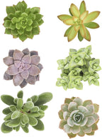 Shop Succulents | Unique Collection of Live Succulent Plants, Hand Selected Variety Pack of Mini Succulents | Collection of 12 (Pack of 2)
