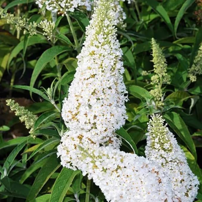 White Butterfly Bush Live Shrub Plant Shrub, Buddleia Bush Well Rooted, 5 to 10 Inc Tall