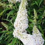 White Butterfly Bush Live Shrub Plant Shrub, Buddleia Bush Well Rooted, 5 to 10 Inc Tall