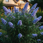 Light Blue Butterfly Bush Live Shrub Plant Shrub, Buddleia Bush Well Rooted, 5 to 10 Inc Tall