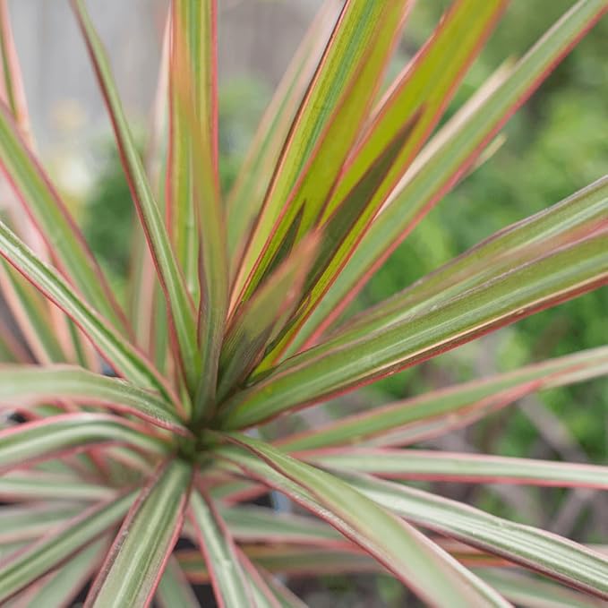 RedCrocus Dracaena 'Spikes' - Evergreen Indoor & Outdoor Plant, Pet Safe, Easy Care, Modern Foliage, Decorative for Borders & Containers 1 Quart (Pack of 12)