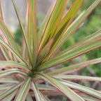 RedCrocus Dracaena 'Spikes' - Evergreen Indoor & Outdoor Plant, Pet Safe, Easy Care, Modern Foliage, Decorative for Borders & Containers 1 Quart (Pack of 10)