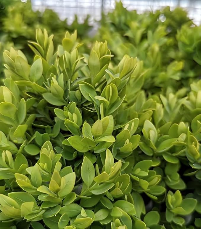 Live Plant from Green Promise Farms - Buxus microphylla VAR. Japonica Green Velvet (Boxwood), #2 Gallon Size Container, Evergreen