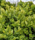 Live Plant from Green Promise Farms - Buxus microphylla VAR. Japonica Green Velvet (Boxwood), #2 Gallon Size Container, Evergreen