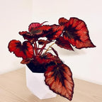 Begonia Live Plant, Begonias Live Plant, Rare Begonias Plants, 5-7 Inches in Height for Indoor Houseplant (Red Begonia)
