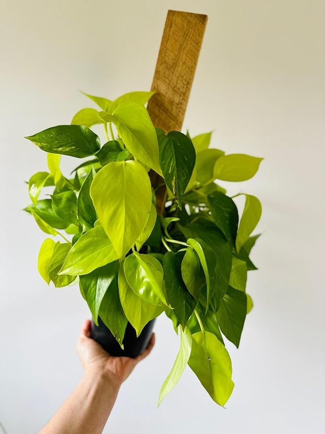 RedCrocus Pothos, Devil's Ivy- Assorted Epipremnum aureum Indoor Plant, Trailing, Easy Care, Air Purifier, Pet Safe for Humans 10" Pot