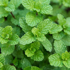 Apple Mint Plants Live, Mint Plants for Inside and Home Décor, 3-Inch Potted Fresh Herb for Kitchen Gardens and Indoor Outdoor Growing