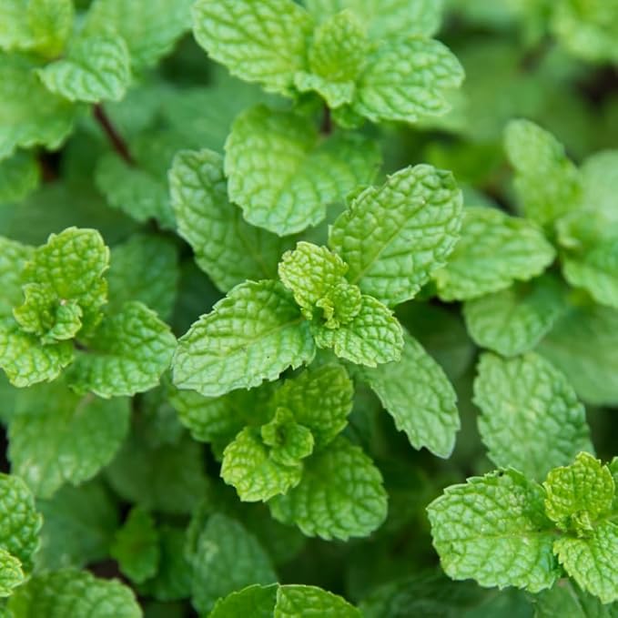 Apple Mint Plants Live, Mint Plants for Inside and Home Décor, 3-Inch Potted Fresh Herb for Kitchen Gardens and Indoor Outdoor Growing