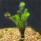 Anacharis Egeria Densa Bunch Live Aquarium Plants (Rooted in 2 Inch Pot)