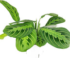 Maranta Lemon Lime (4 inch) - Pet-Friendly Houseplants - Attractive Indoor Plants, Easy to Grow, Pet Safe Plants for Cats & Dogs, Ideal for Home Decor, Office & Gift