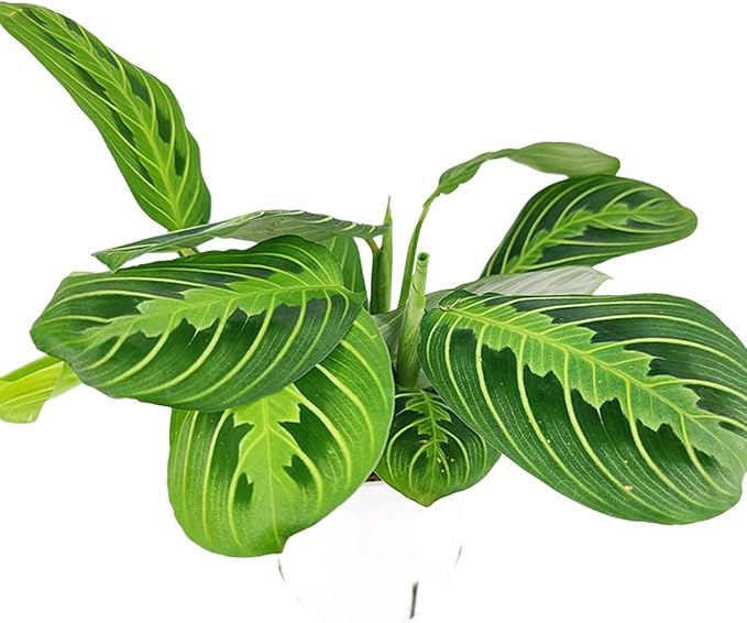 Maranta Lemon Lime (4 inch) - Pet-Friendly Houseplants - Attractive Indoor Plants, Easy to Grow, Pet Safe Plants for Cats & Dogs, Ideal for Home Decor, Office & Gift