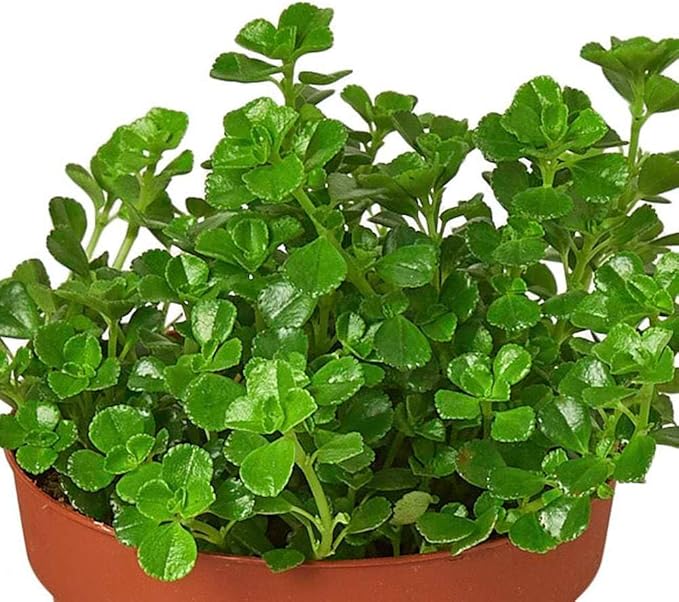 Nettle 'Baby's Tear' Live Plant for Indoor | Different Houseplants in 4'' & 6'' Pot | Real House Plant for Living Room, Office, Desk & Bathroom | Baby tear's
