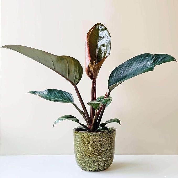Philodendron Congo Rojo Live Plant for Indoor | Different Houseplants in 4'' & 6'' Pot | Real House Plant for Living Room, Office, Desk & Bathroom | Congo Rojo