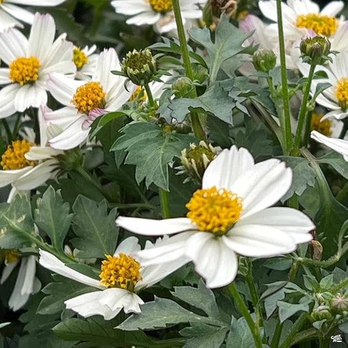 RedCrocus White Delight Bidens- Bright White Summer Blooms for Borders & Containers, Pollinator Attracting, Low Maintenance, Pet Safe, Deciduous Garden Plant 4.5" Pot (Pack of 5)
