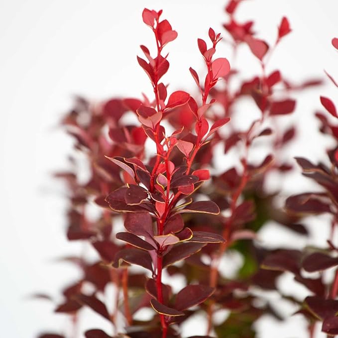 Southern Living Orange Rocket Barberry (1.5 Gallon) Deciduous Shrub with Unique Foliage - Full Sun to Part Shade Live Outdoor Plant American Beauty Berry Forsythia Plant
