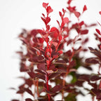 Southern Living Orange Rocket Barberry (1.5 Gallon) Deciduous Shrub with Unique Foliage - Full Sun to Part Shade Live Outdoor Plant American Beauty Berry Forsythia Plant