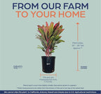 Nature's Way Farms Cordyline Harlequin Live Plant 25-30 in. Tall in Grower Pot Indoor Outdoor