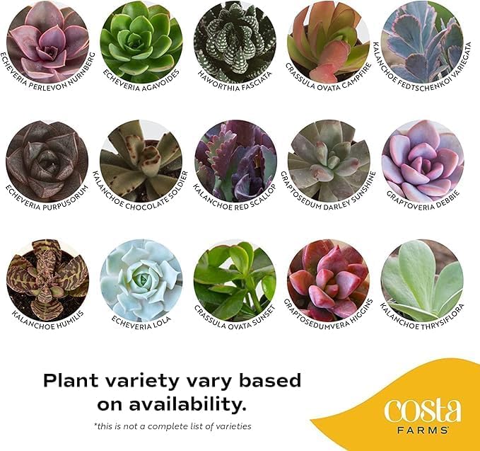 Costa Farms Mini Succulent Live Plants in Decorative Pots, Easy to Maintain Indoor Succulents, Houseplants for Home or Office Decor, House Warming or Party Favors, 2-3.5 Inches Tall, Pack of 48
