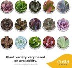 Costa Farms Mini Succulent Live Plants in Decorative Pots, Easy to Maintain Indoor Succulents, Houseplants for Home or Office Decor, House Warming or Party Favors, 2-3.5 Inches Tall, Pack of 48