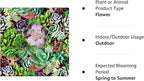 Succulents Mix Rare Plant Exotic Cactus Flower Succulents 200 Seeds
