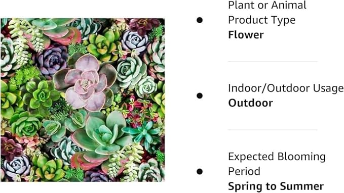 Succulents Mix Rare Plant Exotic Cactus Flower Succulents 200 Seeds