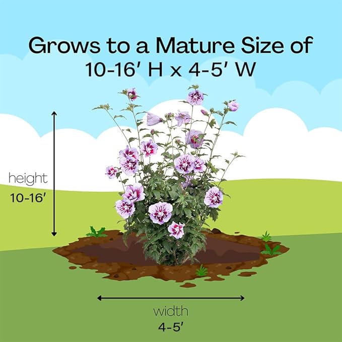 Proven Winners 2 Gal. Purple Pillar Rose of Sharon (Hibiscus) Shrub