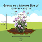 Proven Winners 2 Gal. Purple Pillar Rose of Sharon (Hibiscus) Shrub