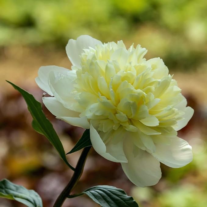 CarpetC 200+ Mixed Peony Seeds for Planting, Paeonia Hardy Perennial with Large Fragrant Blooms, Non-GMO Heirloom for Garden, Home Containers and Cut Flowers