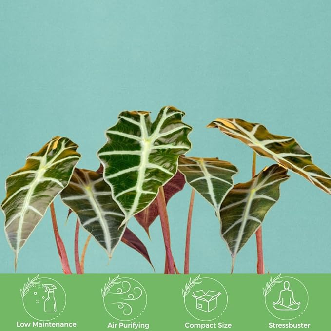 American Plant Exchange Alocasia Polly African Mask – 6-Inch with Pot – Live Easy Care Tropical Houseplant, Air Purifying Foliage for Home, Office, or Indoor Garden Decor