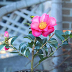 Brussel's Live Camellia Hot Flash Outdoor Bonsai Tree - 10" to 14" Tall with Decorative Container