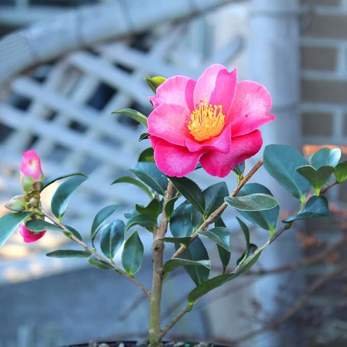 Brussel's Live Camellia Hot Flash Outdoor Bonsai Tree - 10" to 14" Tall with Decorative Container