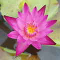 Mainam Mix Colorful Tropical Water Lily Tuber Live Aquarium Plant for Freshwater Fish Pond Balcony Buy 2 GET Fertilizer Free (Red Nymphaea Dang Ma Miew)